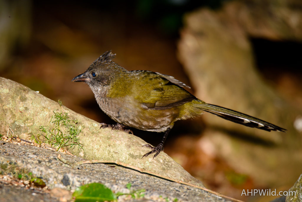Eastern Whipbird