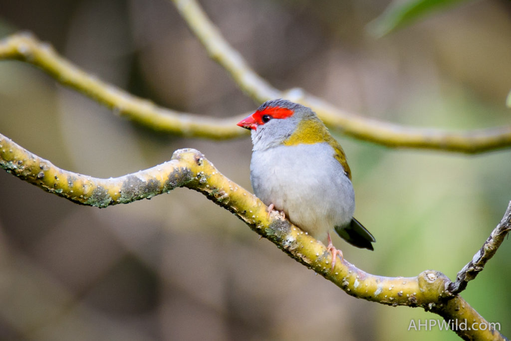 Red-browed Finch