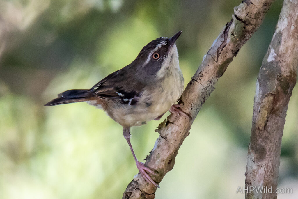 White-browed Scrubwren