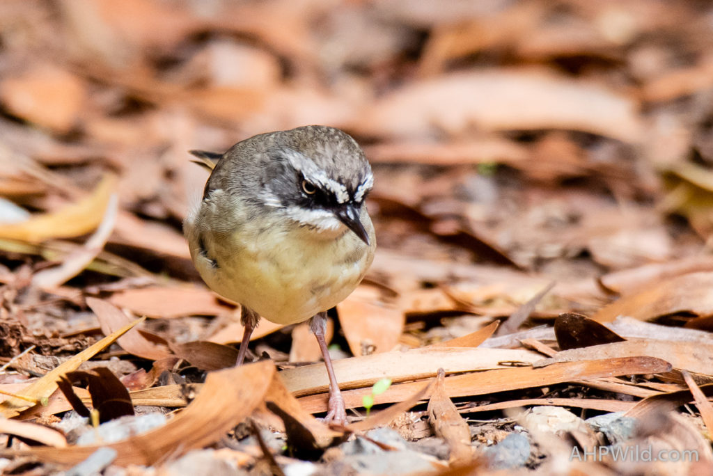 White-browed Scrubwren