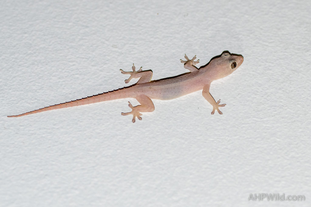 Asian House Gecko