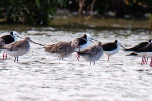Black-tailed Godwit