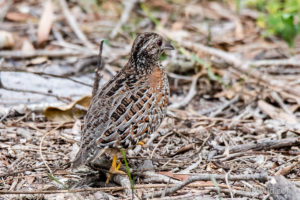 Painted Button-quail