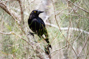 Pied Currawong