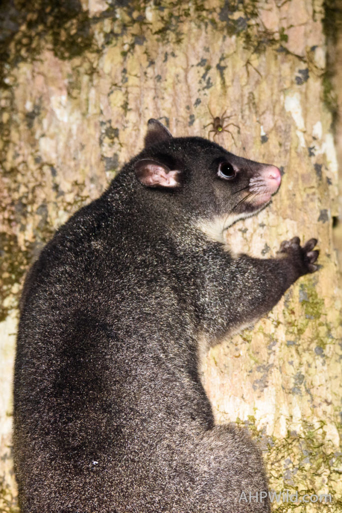 Short-eared Brushtail Possum