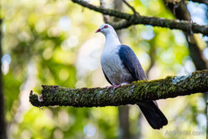 White-headed Pigeon