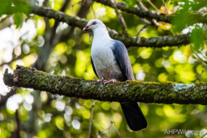 White-headed Pigeon