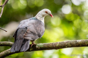White-headed Pigeon