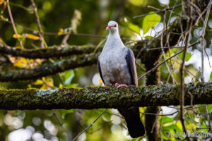 White-headed Pigeon
