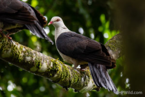 White-headed Pigeon