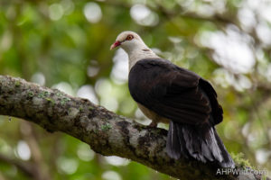 White-headed Pigeon