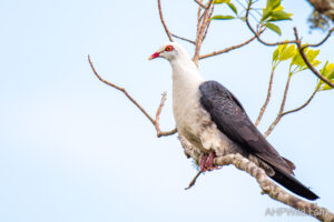 White-headed Pigeon