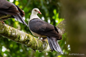 White-headed Pigeon