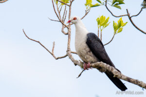 White-headed Pigeon