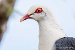 White-headed Pigeon