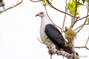 White-headed Pigeon
