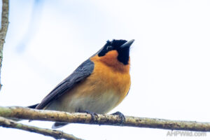 Spectacled Monarch