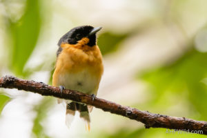 Spectacled Monarch