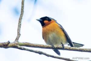 Spectacled Monarch