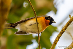 Spectacled Monarch