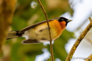 Spectacled Monarch