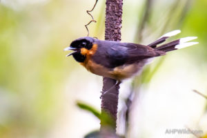 Spectacled Monarch