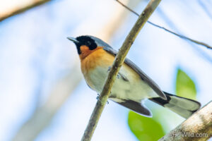 Spectacled Monarch
