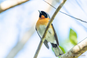 Spectacled Monarch