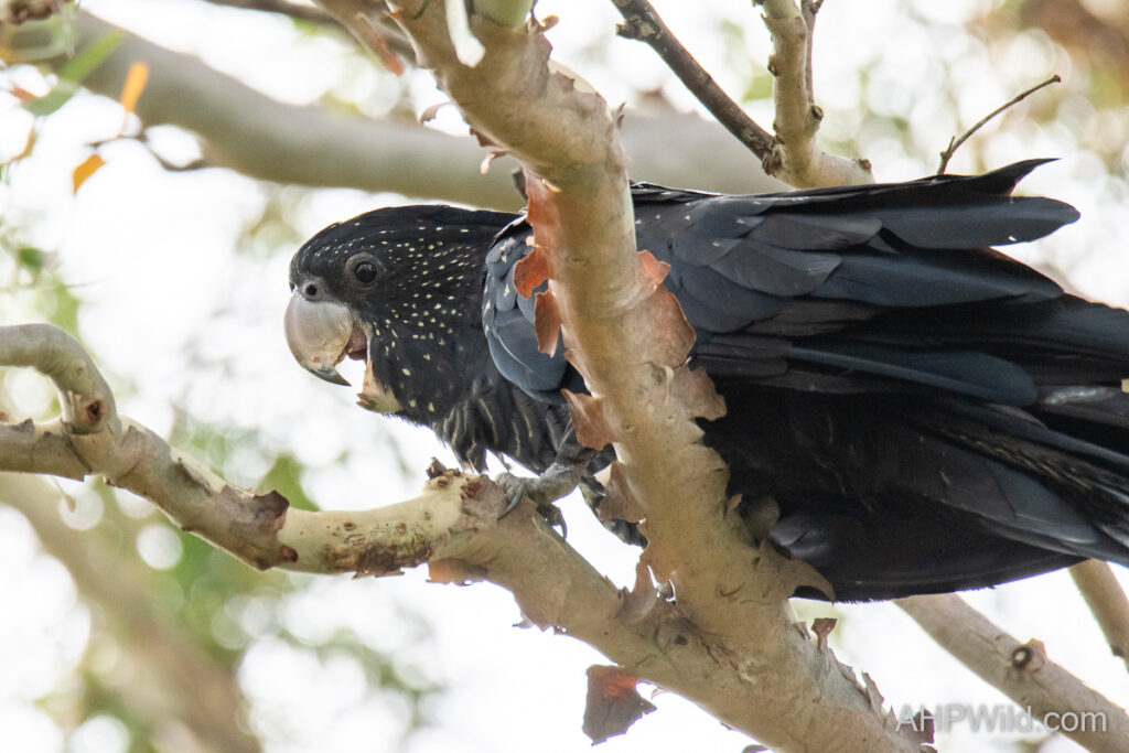 Red-tailed Black-cockatoo