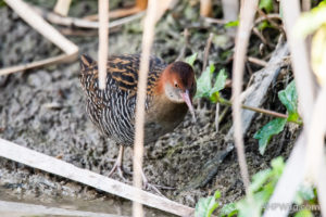 Lewin's Rail