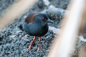 Spotless Crake