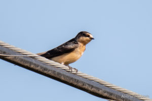 Barn Swallow