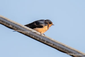 Barn Swallow