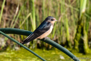 Barn Swallow