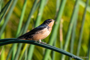 Barn Swallow
