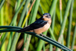 Barn Swallow
