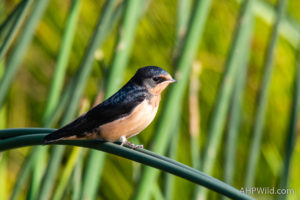 Barn Swallow