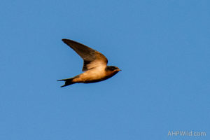 Barn Swallow