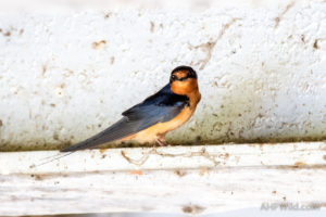 Barn Swallow