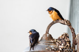 Barn Swallow