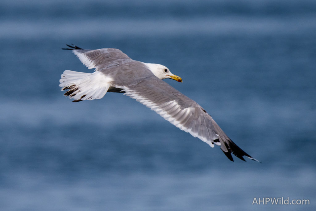 California Gull