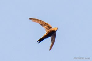 Fork-tailed Swift