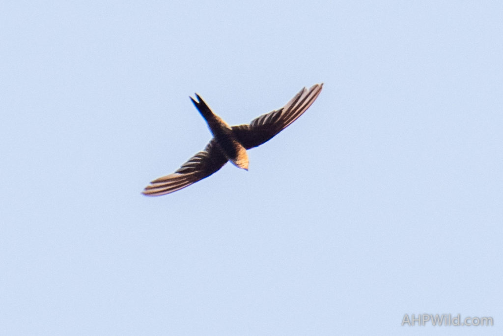 Fork-tailed Swift