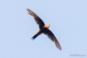 Fork-tailed Swift