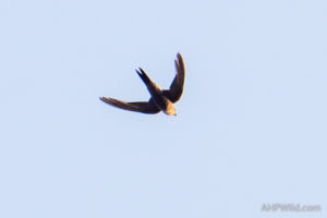 Fork-tailed Swift
