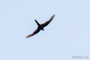 Fork-tailed Swift