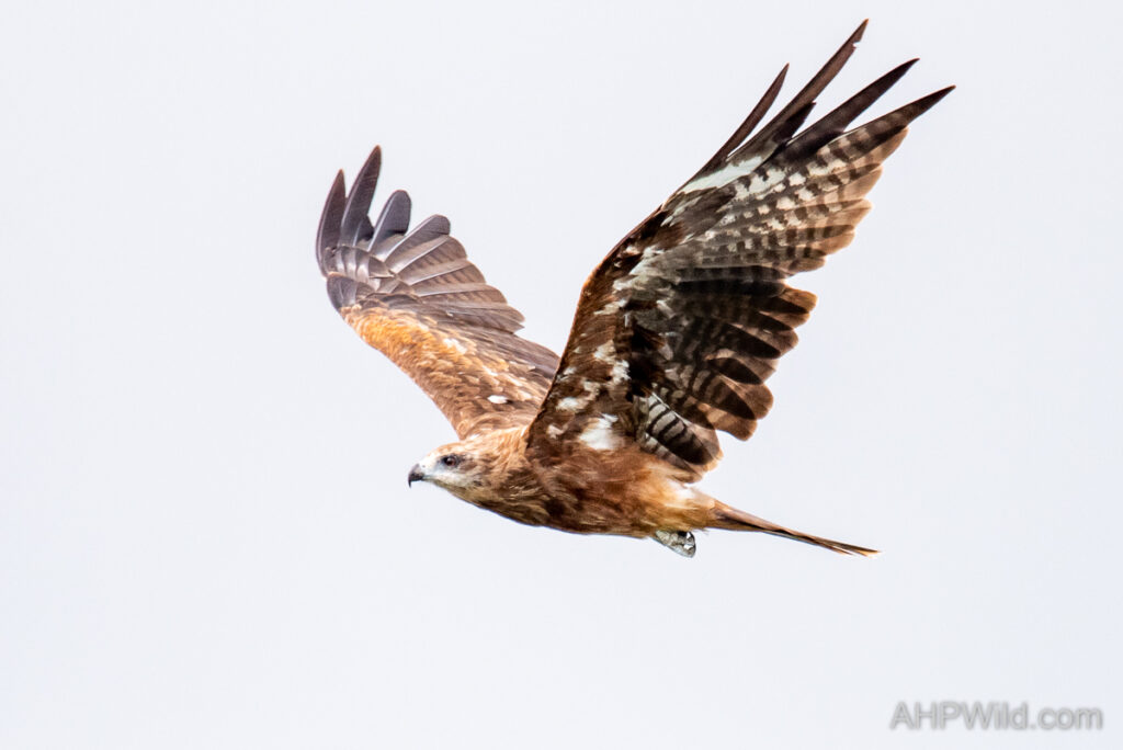 Black-eared Kite
