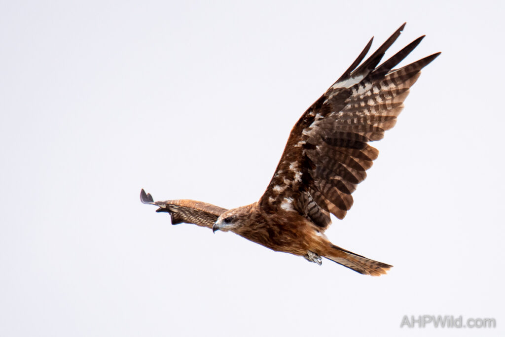 Black-eared Kite