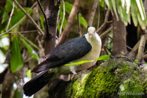 White-headed Pigeon