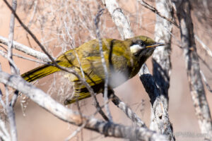 White-eared Honeyeater